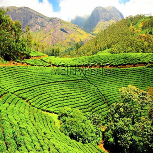 Chinese Green Tea Tree Seeds