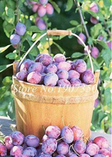 Potted Red Brin Plum Fruit Prune Seed Fruit Delicilous Very Easy Grow - (Color: 13)