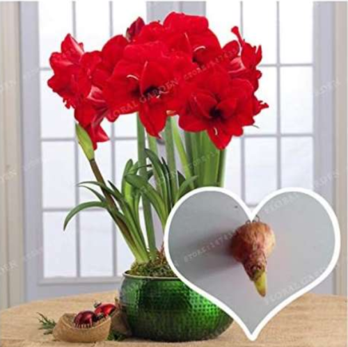 Red Hippeastrum Rutilum Bulb