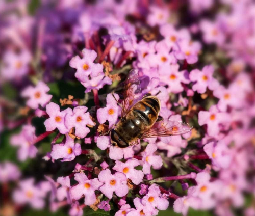 OrangeEye Butterfly Bush Seeds