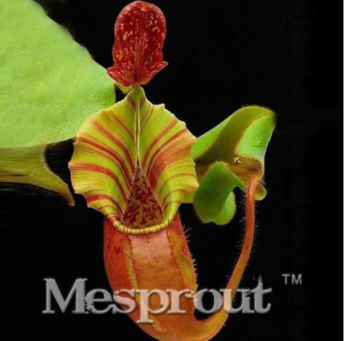 Rare Large Lapel Nepenthes Seed Balcony Potted Flytrap Seed Plants Carnivorous Plants Seed