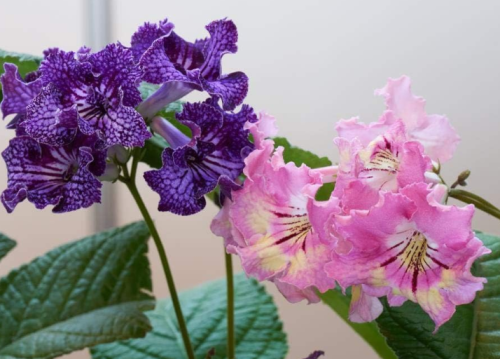 Streptocarpus Concorde Mix Flower Seeds
