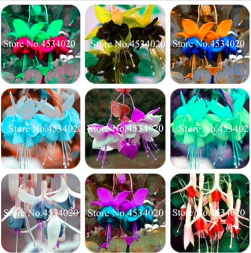 Double Petals Fuchsia Seed,Seed Balcony Flower Fuchsia Flowers for Rooms,Potted Plants Hanging Fuchsia Flowers