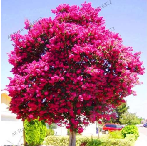 Crape Myrtle Tree Garden Seeds