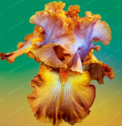 Rare Iris Seeds (Color: 6)