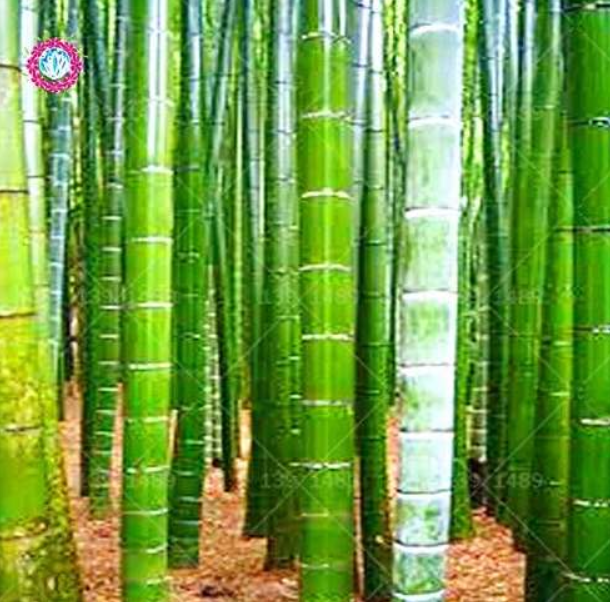 ChineseMosoGiantBambooSeedPhyllostachysheterocyclaPubescens