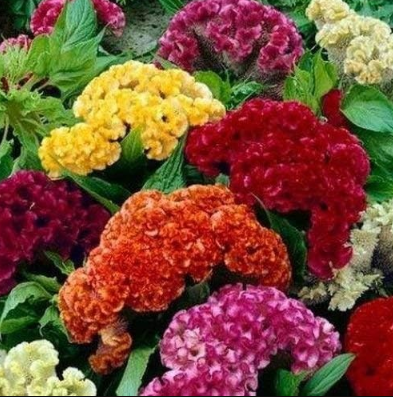 Semi Cockscomb Flower Mix (Celosia Cristata Nana Jessica) Seeds
