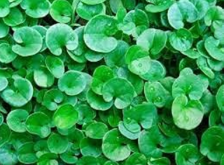 Semi-floor meadow Dichondra Repens Seeds