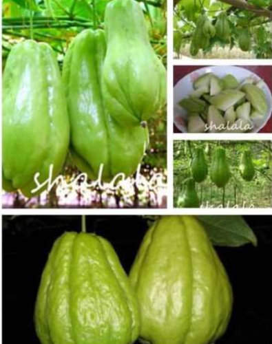 Chayote Seed Vegetable Garden Seed High-Nutrition Pumpkin Perennial Health Vegetables