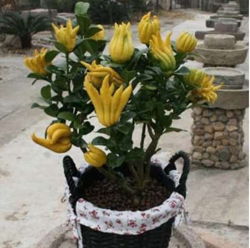 Bergamot Seeds Family Potted Plants Gold Buddha Hand Purify Air