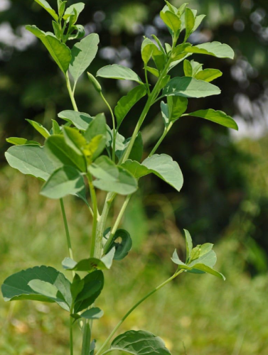 PaPalo Seeds ~ 90ct Leaves Mexican Ancient Culinary Herb ~ Aromatic