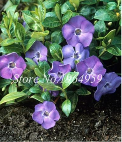 Exotic Periwinkle Seed Flower Mix Vinca Cover Behind House Jardin Blooming Flower Seed Light Up Your Personal Garden - (Color: f)