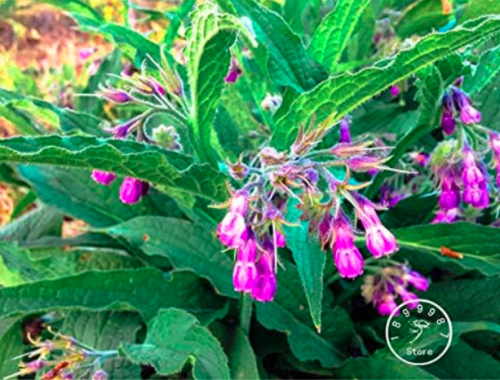 Certified Organic True Comfrey Seed,Non GMO, Certified Organic Heirloom Garden Packet
