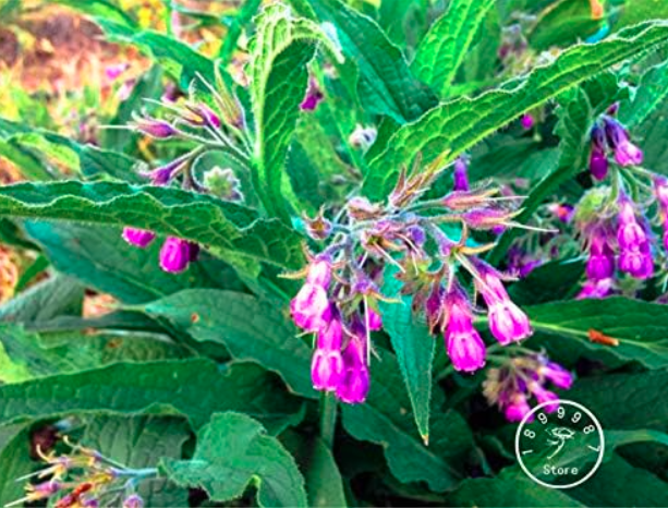 Certified Organic True Comfrey Seed,Non GMO, Certified Organic Heirloom Garden Packet