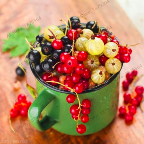 Red currant Fruit plant Pan-American Gooseberry flores Lantern fruit plantas,Seed plant for home garden - (Color: 8)