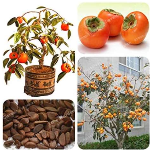 Persimmon Seed Exotic Seed Beautiful Diospyros Kaki Fruit Tree