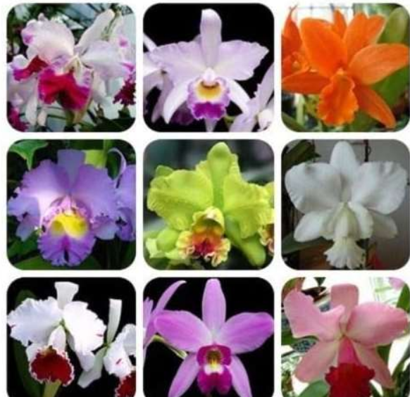 30OrchidsCattleyaHybridaFlower,FamousFlowersOrchids