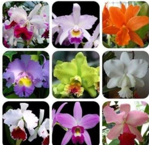 30 Orchids Cattleya Hybrida Flower, Famous Flowers Orchids