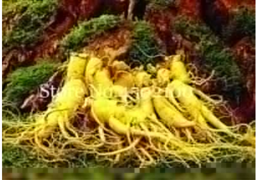 Chinese Ginseng Seed, Panax Ginseng Flores, King of Herbs Plants (Color 6)