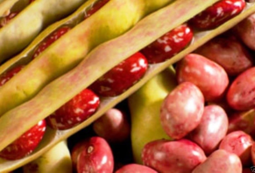 Red Cargamanto Bean Aka Cargamanto Red Bean Seeds