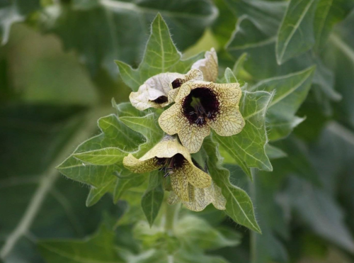 Hyoscyamus Niger (Black Henbane) Seeds