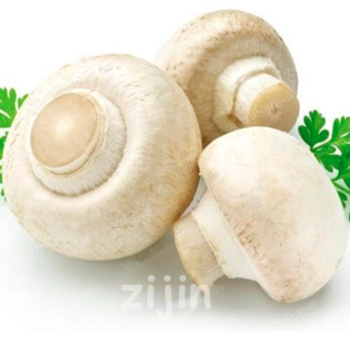 Mushroom Seed Green Vegetables Seed Plant Very Easy to Grow for Home Garden - (Color: qr)