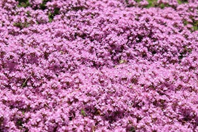 Seeds creeping thyme Walk On ME Thymus serpyllum