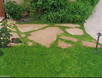 Herniaria Glabra Seeds - Green Carpet - Ground Cover, Grows in Poor Soils and Gravel