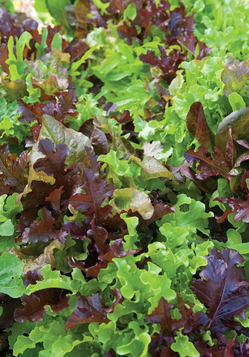 GourmetBlendLettuceSeeds-XàláchMix-Romaine,Lollo,GreenLeaf,RedLeaf,Ashley,PrizeleafMix