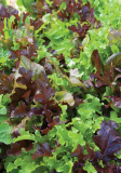 Gourmet Blend Lettuce Seeds - Xà lách Mix - Romaine, Lollo, Green Leaf, Red Leaf, Ashley, Prizeleaf Mix