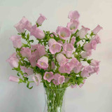 Soft Pink Canterbury Bells Seeds – Elegant, Deer-Resistant Perennials for Pollinator-Friendly Gardens