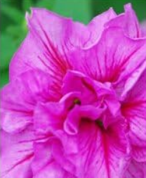 Double Petunia Double Cascade Series Flower Seed - Home Garden - (Color: 5)