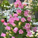 Soft Pink Canterbury Bells Seeds – Elegant, Deer-Resistant Perennials for Pollinator-Friendly Gardens