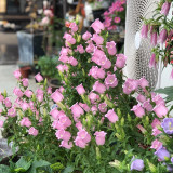 Soft Pink Canterbury Bells Seeds – Elegant, Deer-Resistant Perennials for Pollinator-Friendly Gardens