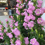 Soft Pink Canterbury Bells Seeds – Elegant, Deer-Resistant Perennials for Pollinator-Friendly Gardens