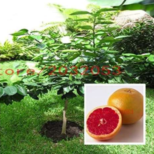 Seed Thai Pomelo Citrus Maxima, Pomelo Grapefruit, for Home Garden Planting