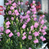 Soft Pink Canterbury Bells Seeds – Elegant, Deer-Resistant Perennials for Pollinator-Friendly Gardens