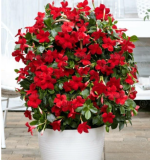 Mandevilla Sanderi Seed Beautiful Climbing Flower Seed (Color 4)