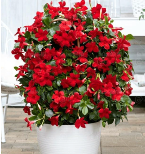Mandevilla Sanderi Seed Beautiful Climbing Flower Seed (Color 4)