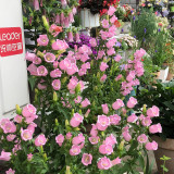 Soft Pink Canterbury Bells Seeds – Elegant, Deer-Resistant Perennials for Pollinator-Friendly Gardens