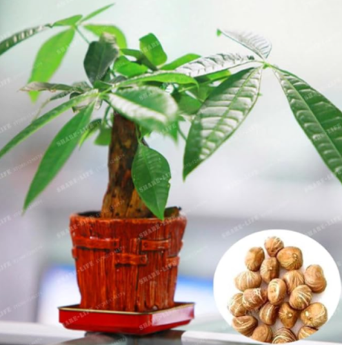 Mini Pachira Macrocarpa Seed Hawaiian Make Money Tree Plant Seed Pot Indoor Flowers Plant Seed