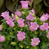 Soft Pink Canterbury Bells Seeds – Elegant, Deer-Resistant Perennials for Pollinator-Friendly Gardens