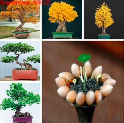 Ginkgo Biloba Seed Unique Species of Maidenhair Tree Seeds
