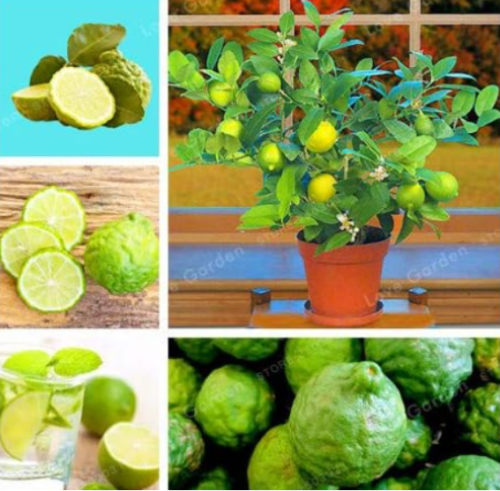 Lime Seed, Potted Organic Fruit Seed, (Citrus Aurantifolia)