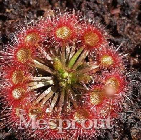 Garden Seed Plant Sundew Carnivorous Potted Plant Seed - (Color: Burgundy)
