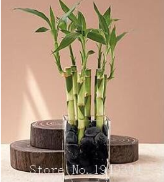 Lucky Bamboo Choose Potted Seed Variety Complete Dracaena Plant The Budding - (Color: 5)