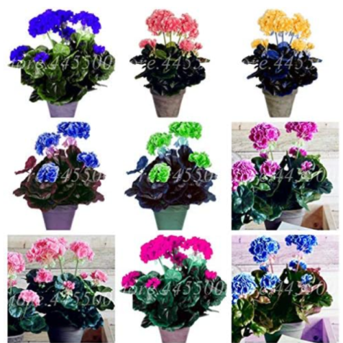 Geranium Flower Rare Pelargonium Variegated Potted Seeds (Color: Mixed)