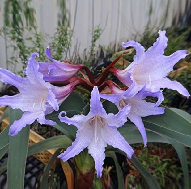 Rare Purple Hippeastrum Rutilum Flower Seeds