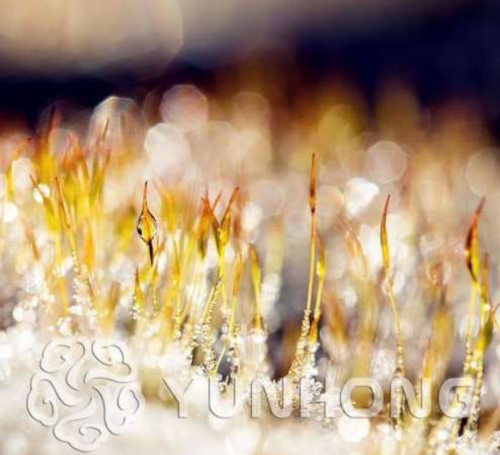 Fern Moss Live Aquarium Plants Seed Fish Tank Background Aquatic Indoor Ornamentals
