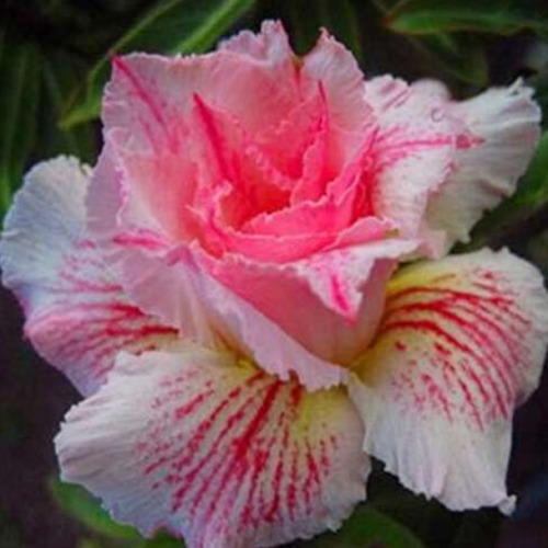 Adenium obesum Desert Rose Flower Seeds (Color: 8)